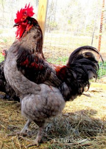 Mean Gene the Rooster