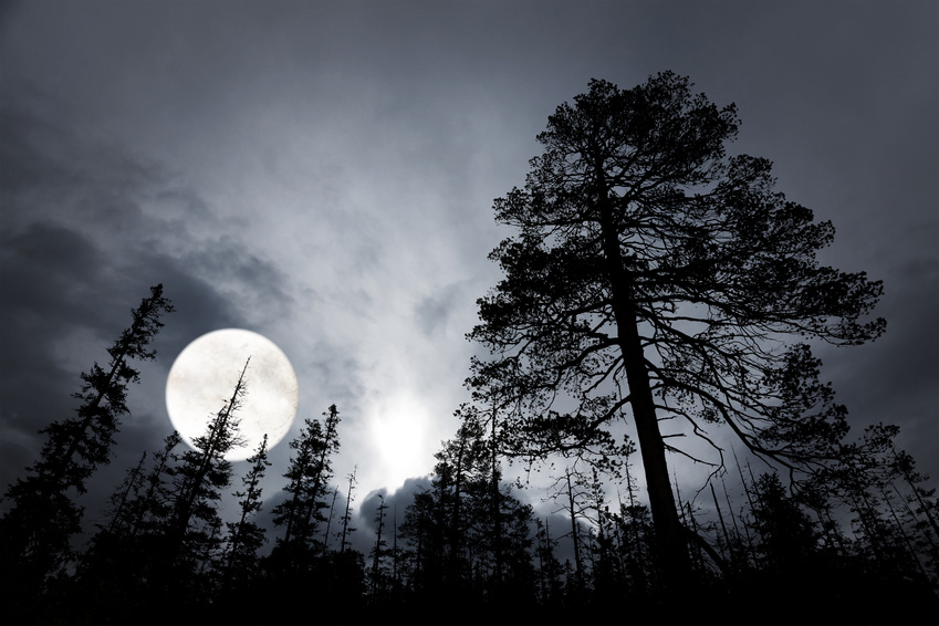 spooky forest with silhouettes of trees
