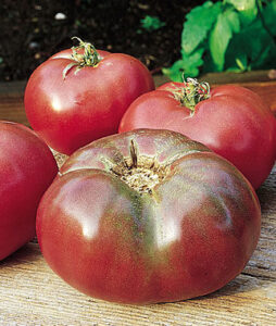 Purple Tomatoes
