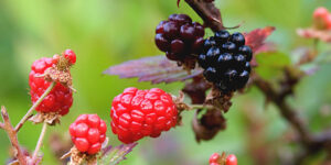 Berries, Britches and Chiggers