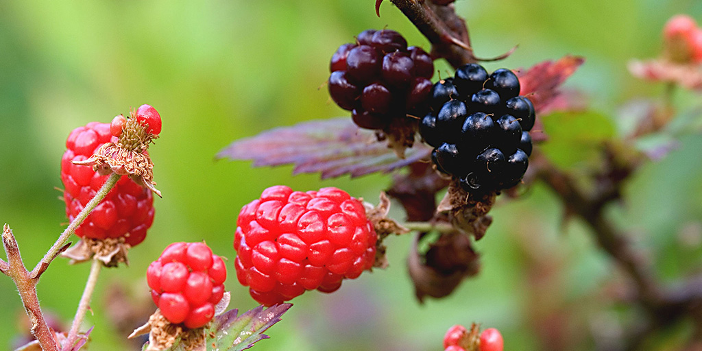 Berries, Britches, and Chiggers… Oh Yeah!