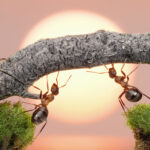 Ants Harvest Jewels, Inspire, and Cause Literary Havoc