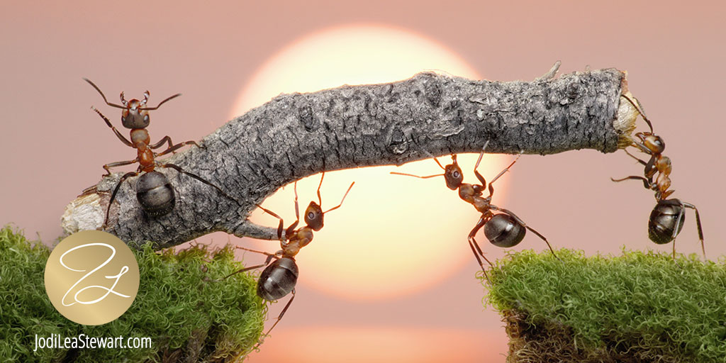 Ants Harvest Jewels, Inspire, and Cause Literary Havoc